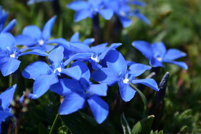 Gentiana verna / Genziana primaticcia